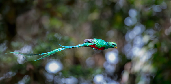 The beautiful Resplendent Quetzal in Costa Rica