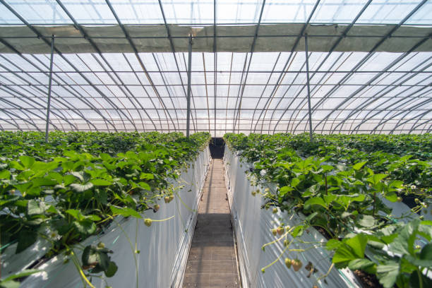 Strawberries hanging in a greenhouse. Strawberries in different growth stages hanging in the greenhouse of a strawberry nursery.