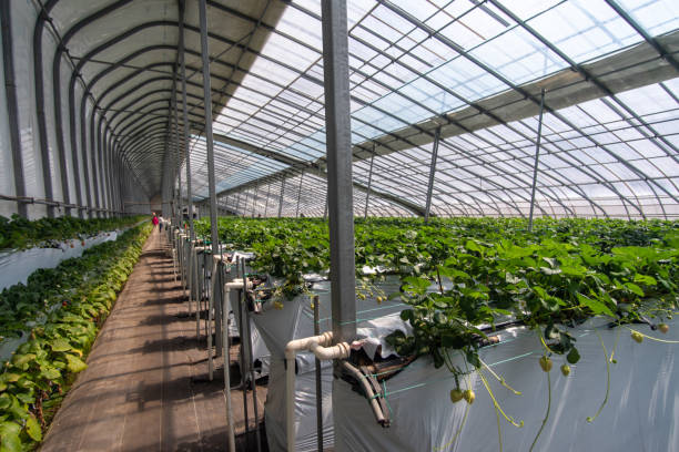 istock Strawberries hanging in a greenhouse. 2132753198