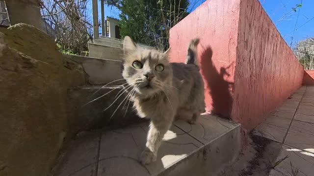 Gray fluffy cat walks in the courtyard of a country house in early spring