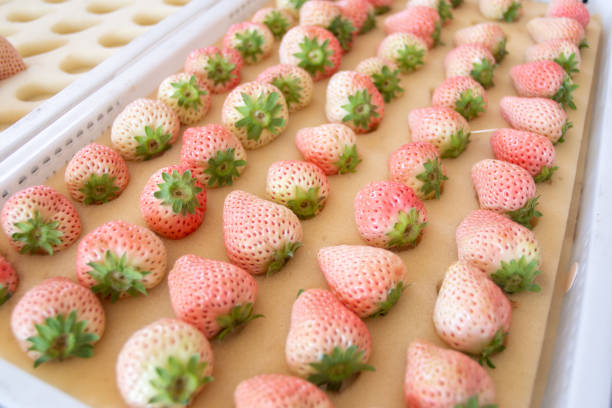 Fresh white strawberries exposed for sale.