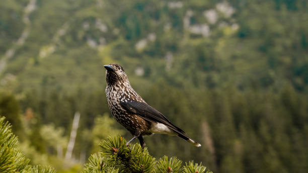 Bird on top of a tree, Tatra Mountains, Poland.
