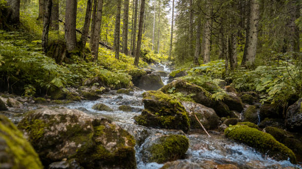 istock Mountain river flowing through the forest, Tatra Mountains, Poland. 2132779678