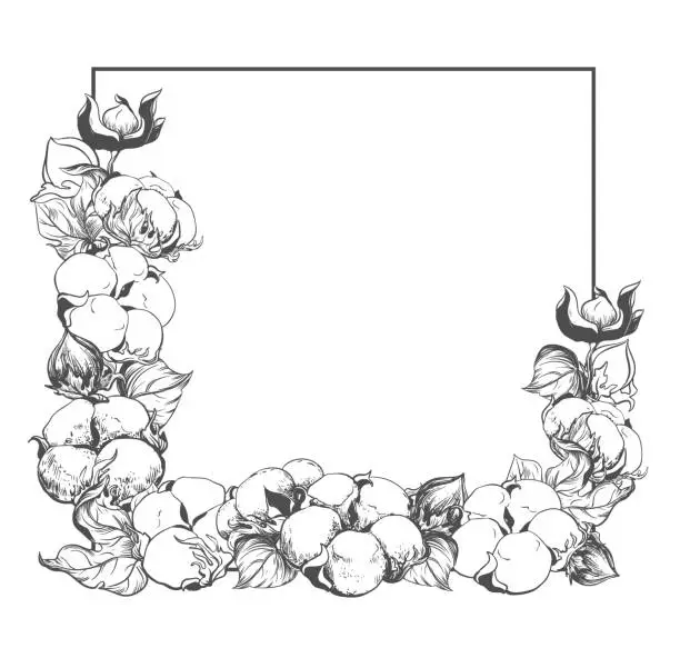 Vector illustration of Square frame with cotton flowers and place for text. White cotton flowers using engraving technique. Linear sketch of white cotton balls, leaves and branches. Vector retro illustration. Ink drawing.
