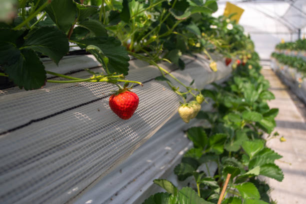Strawberries hanging in a greenhouse. Strawberries in different growth stages hanging in the greenhouse of a strawberry nursery.