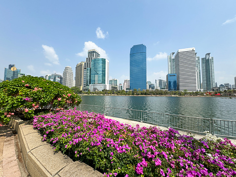 Stock photo showing view of skyscrapers seen from across lake in Benjakitti Park . Also pictured are raised flower bed of pretty bright pink bougainvillea bracts surrounding yellow flowers in the summer sunshine.