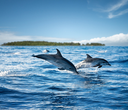 Group of dolphins swimming, sea water, view from above. Terceira island, Azores Archipelago, Portugal.
