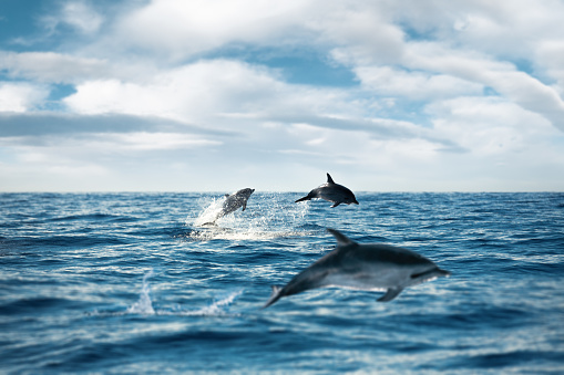 Group of dolphins jumping out from the sea.
