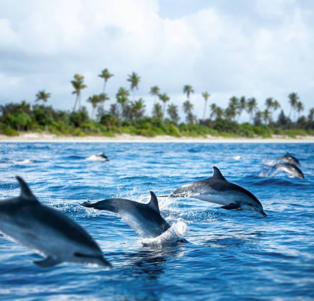 istock Dolphins Jumping From The Sea 2132790655