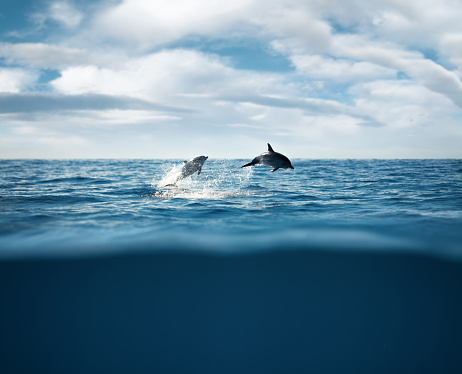 Dolphins swimming in the wild. 
