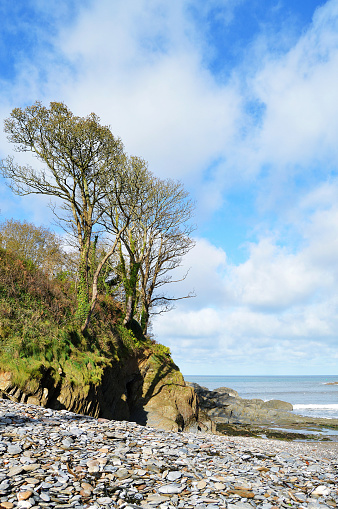 Big old trees over a green cliff against majestic nature's beautiful blue sky, calm sea beach with horizon over water with pebbles in a vertical natural landscape shot in Combe Martin, Devon, England, making scenic wallpaper with copy space