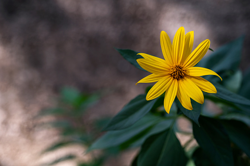 Yellow daisy abstract background.