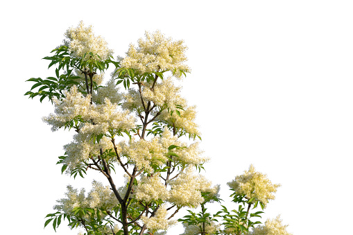 Flowering Ash Tree cutout on white.
