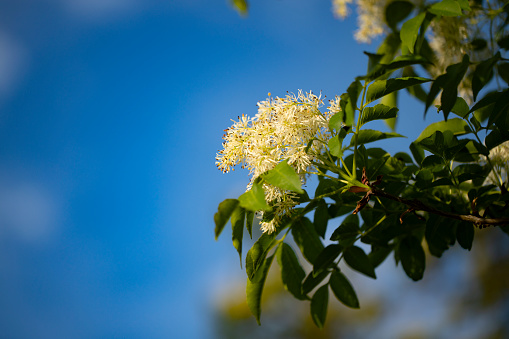 Closeup of Banksia rose (Rosa banksiae).