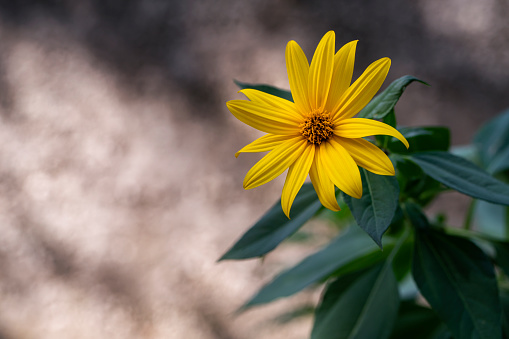 Yellow daisy abstract background.