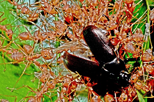 Ants Biting Beetle Bug - Green background.