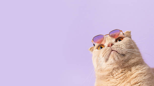 istock Suprised cat with sunglasses on his head on violet background and looking at free copy space for text. Sale, advertisment, discount, special offer, promotion business concept. Creative trendy banner 2132802174