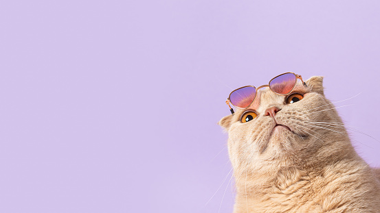 Suprised cat with sunglasses on his head on a violet background and looking at free copy space for text. Sale, advertisment, discount, special offer, promotion business concept. Creative trendy banner