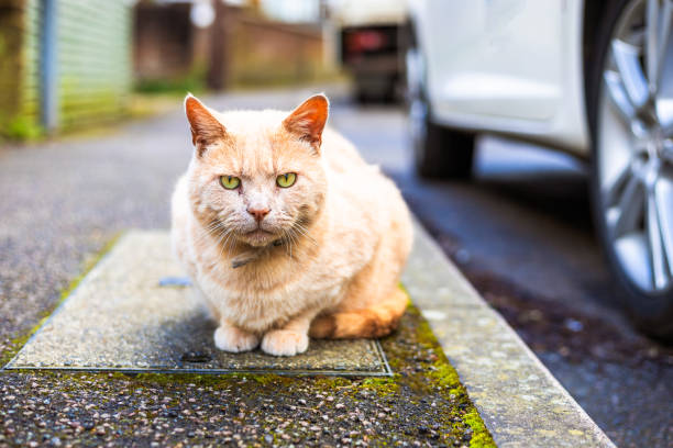 Close up image depicting an orange cat sitting on the pavement on a residential street. It is sitting next to a parked car and has a grumpy, serious expression on its face.