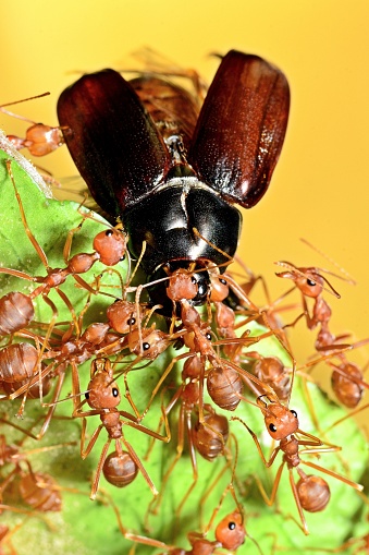 Ants Biting Beetle Bug - yellow background.