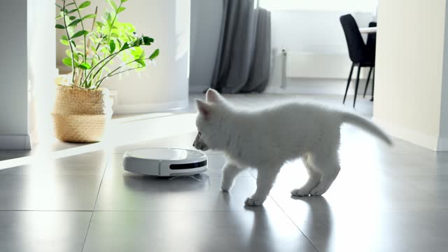 A white Swiss Shepherd puppy playfully reacts to a robot vacuum cleaner. The little white puppy is playing with a robot vacuum cleaner. Robotic cleaner technology. Modern technologies in-house. Home cleaning. 4k footage