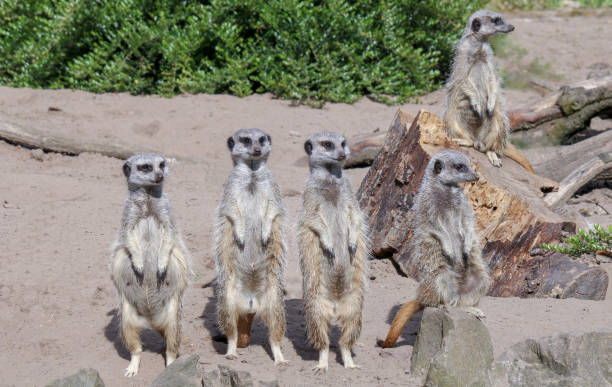 istock a group meerkats stands in field closeup 2132834085
