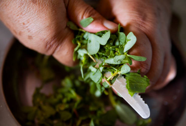 istock Hands preparing fresh purslane leaves for cooking in a kitchen setting 2132845652