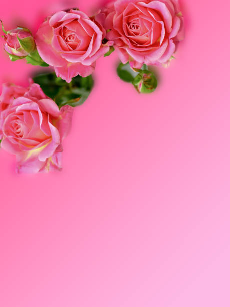 istock Pink roses on a pink background with a gradient 2132852935