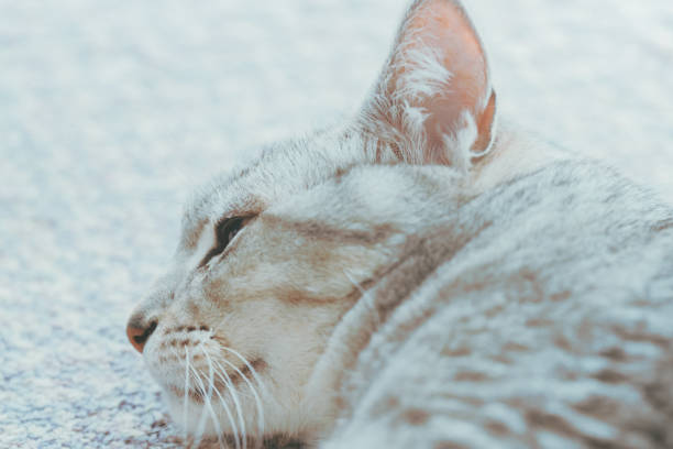 Beautiful gray and white cat with yellow eyes lying on a couch