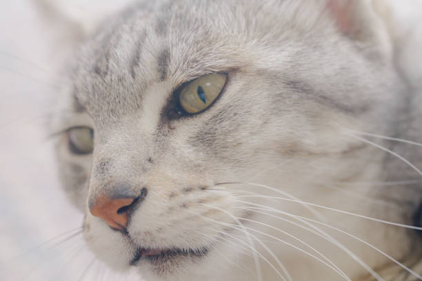 Egyptian Mau relaxing at home