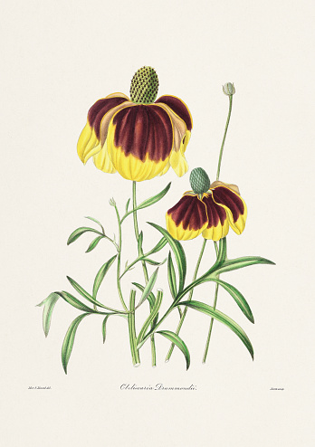 Colorful  Flower Illustration. Vintage Botanical Art. Circa 1836
