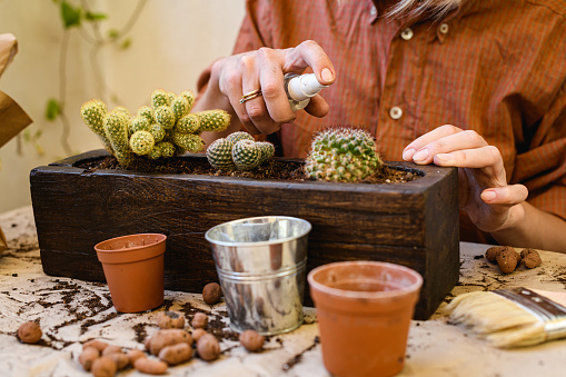 Woman spraying cactus in flowerpot near soil, expanded clay and brush on table