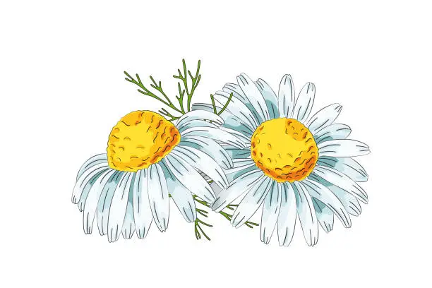 Vector illustration of Chamomile flowers. Color vector illustration