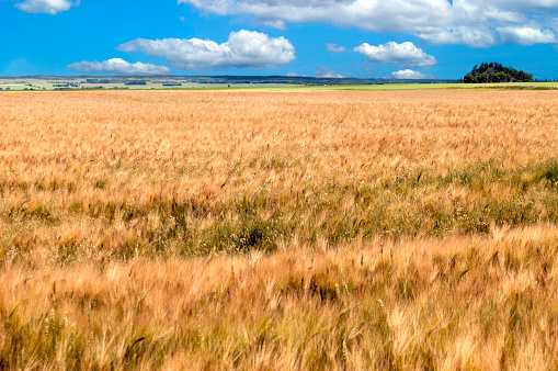 color image of golden wheat field sunny day