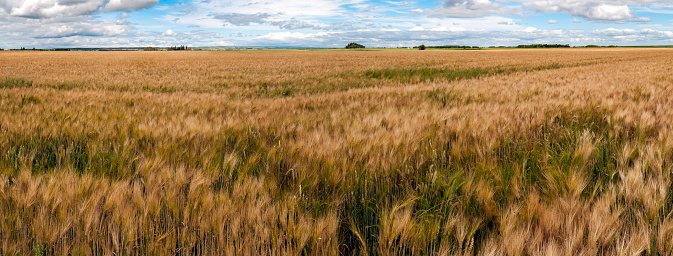 Field of wheat in a summer day. Close up of ripening wheat ears. Harvesting period. Sunset or sunrise time. Rural scenery. Crops field