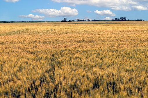 Wheat fields situated between northern and southern Saskatchewan near the Manitoba border.