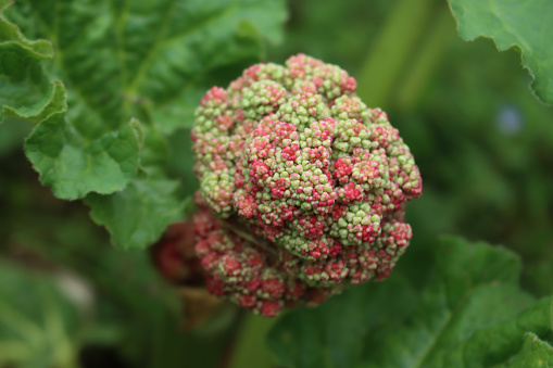 Close-up of Red Rhubarb plant with big blossom in the vegetable garden. Rheum rhabarbarum