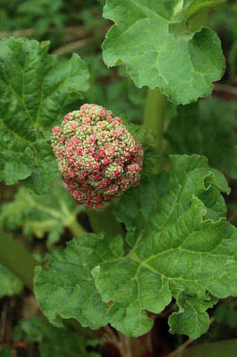 Close-up of Red Rhubarb plant with big blossom in the vegetable garden. Rheum rhabarbarum