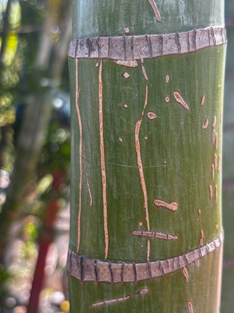 istock A green bamboo tree trunk with a brown stripe on it 2132897050