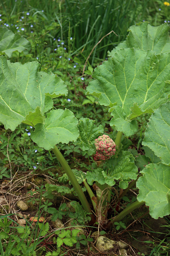 Red Rhubarb plant with blossoms in the vegetable garden. Rheum rhabarbarum