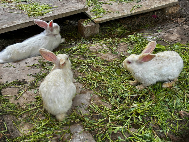 istock Three white rabbits are eating grass in a yard 2132897912