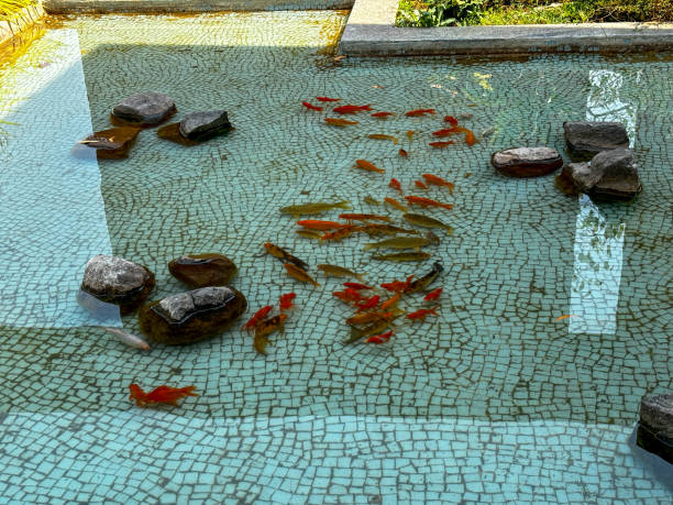 istock A pond with a lot of fish in it 2132904415