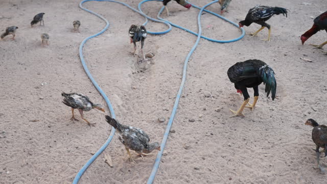 A group of chickens are eating in a field with a blue hose running through it