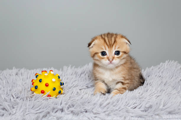 istock Scottish fold kitten, sits on a grey, fur rug 2132930292