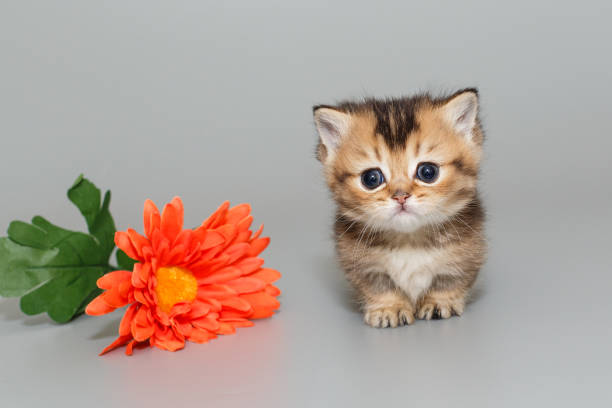 istock Small  Scottish kitten and a flower 2132930296