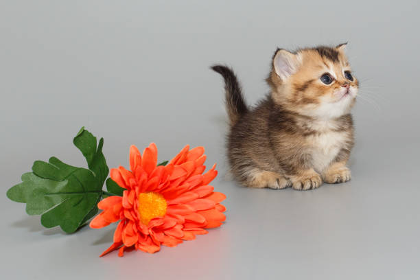 istock Small  Scottish kitten sits next to a flower 2132930305