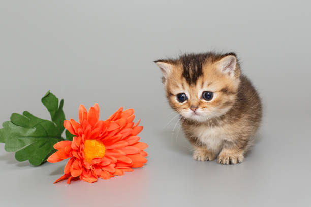 istock Small  Scottish kitten and a flower 2132930306