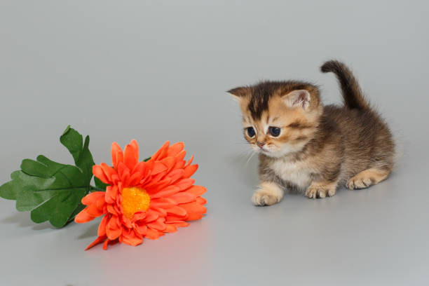 istock Small Scottish kitten is walking towards a flower 2132930307