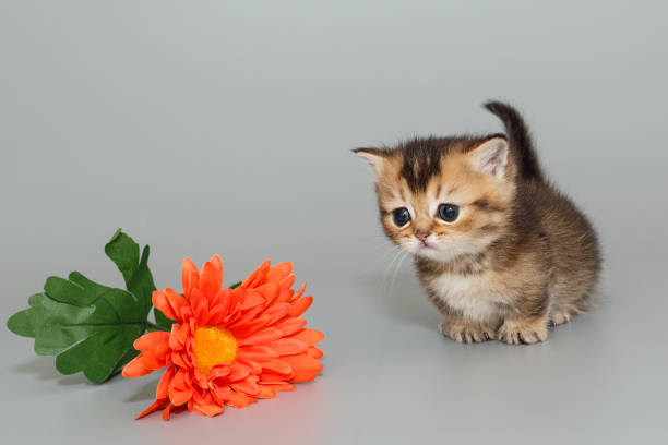 istock Small  Scottish kitten and a flower 2132930429