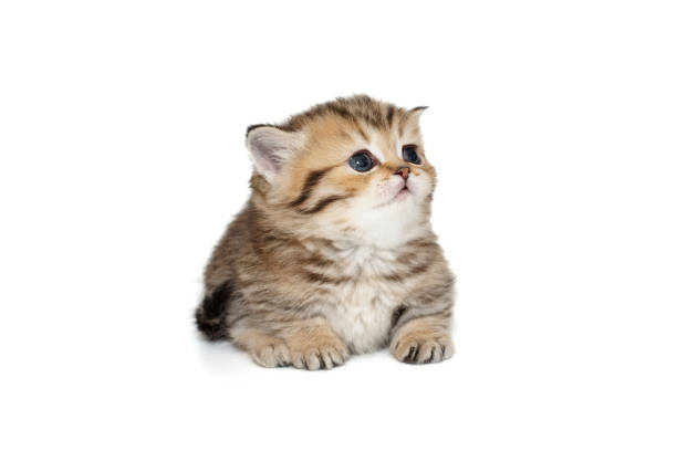 istock Small, striped Scottish kitten lies and looks up 2132930824